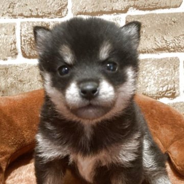 豆柴【岐阜県・女の子・2025年9月23日・黒】の写真「可愛い💕黒豆ちゃん」