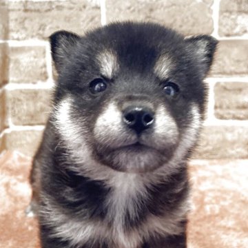 豆柴【岐阜県・女の子・2025年9月23日・黒】の写真「可愛い💕黒豆ちゃん」