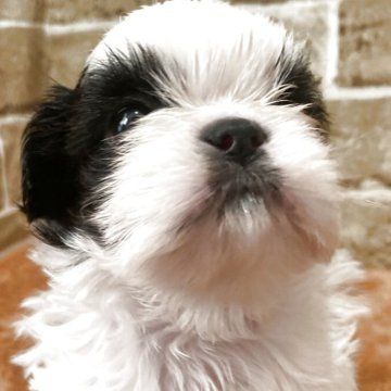 シーズー【岐阜県・男の子・2025年10月5日・ホワイト&ブラック】の写真「可愛い🐼男の子」