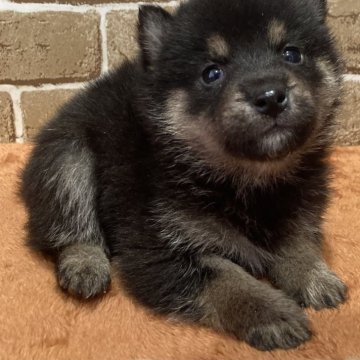 柴犬(豆柴)【岐阜県・女の子・2024年11月2日・黒】の写真「可愛い黒豆ちゃん🧡」