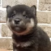 豆柴
