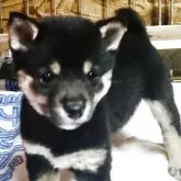 豆柴