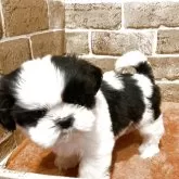 シーズー【岐阜県・女の子・2025年10月17日・ブラック&ホワイト】の写真2