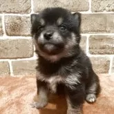 豆柴【岐阜県・女の子・2025年9月23日・黒】の写真2