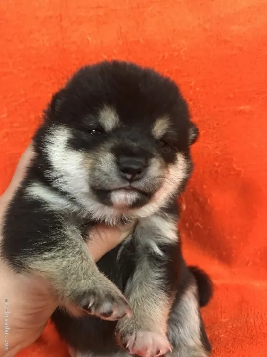 ID：1901-01590の子犬