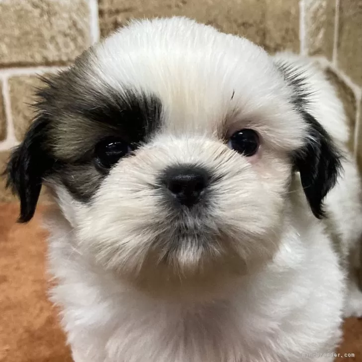 ID:2409-07206の子犬