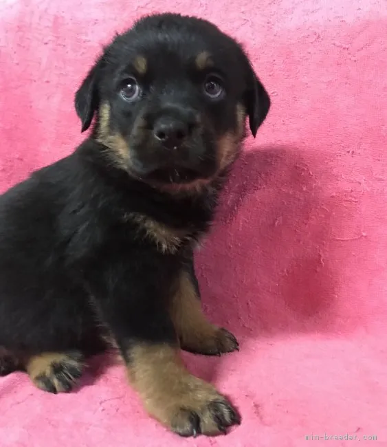 ID：1802-00836の子犬