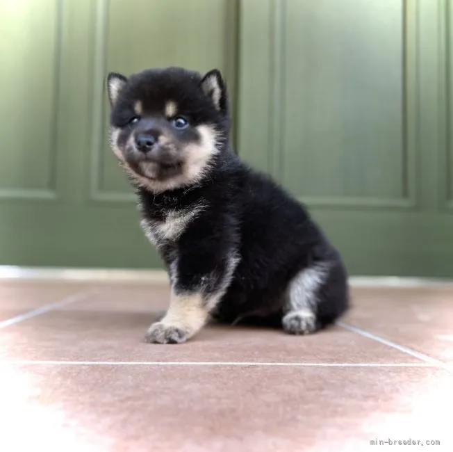 ID:2111-00084の子犬