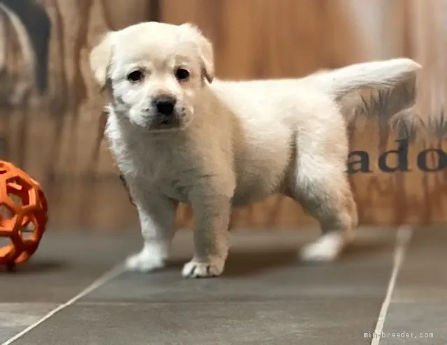 ID：2104-00217の子犬