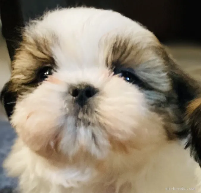 ID：2101-03217の子犬