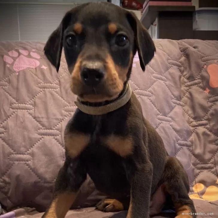ID:2406-01094の子犬