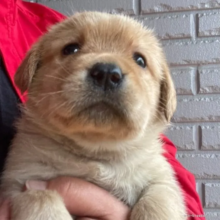 ID:2303-04765の子犬