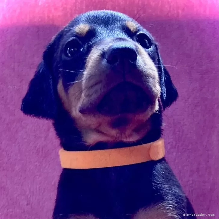 ID：2405-05753の子犬