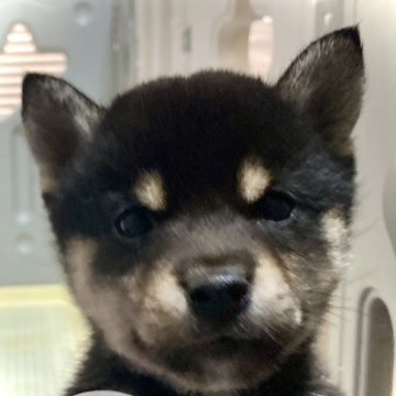 柴犬(豆柴)【岐阜県・男の子・2024年3月29日・黒】の写真「可愛い黒豆くん💕」