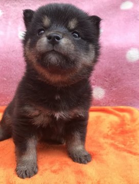 柴犬(豆柴)【岐阜県・女の子・2019年5月27日・黒】の写真「黒柴ちゃん」