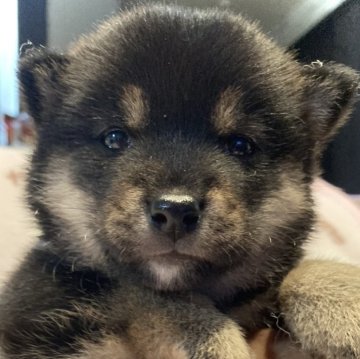 柴犬(豆柴)【岐阜県・女の子・2024年5月18日・黒】の写真「可愛い💕黒豆ちゃん」