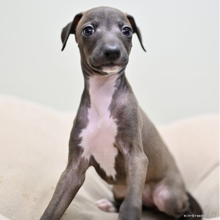 ブリーダー画像