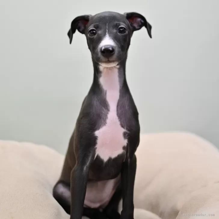 ID：2502-07290の子犬