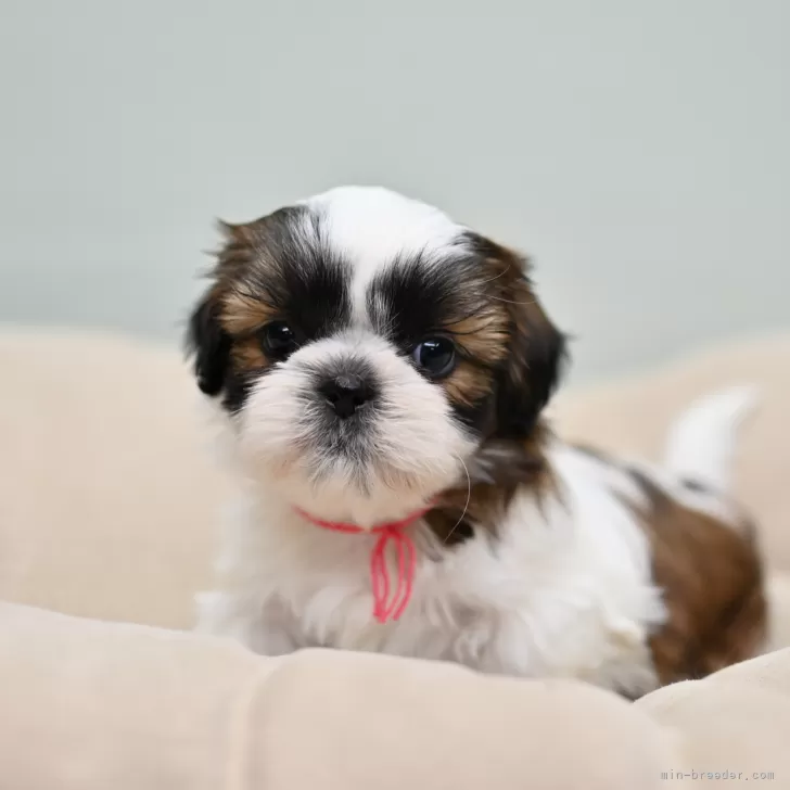 ID：2501-01322の子犬