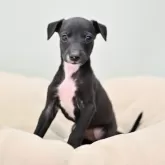 イタリアングレーハウンド【大阪府・女の子・2024年11月24日・シール&ホワイトマーキング】の写真1