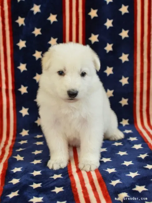ID:1703-00746の子犬
