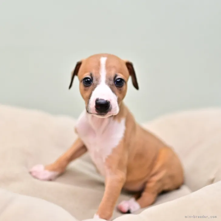 ID:2305-00085の子犬