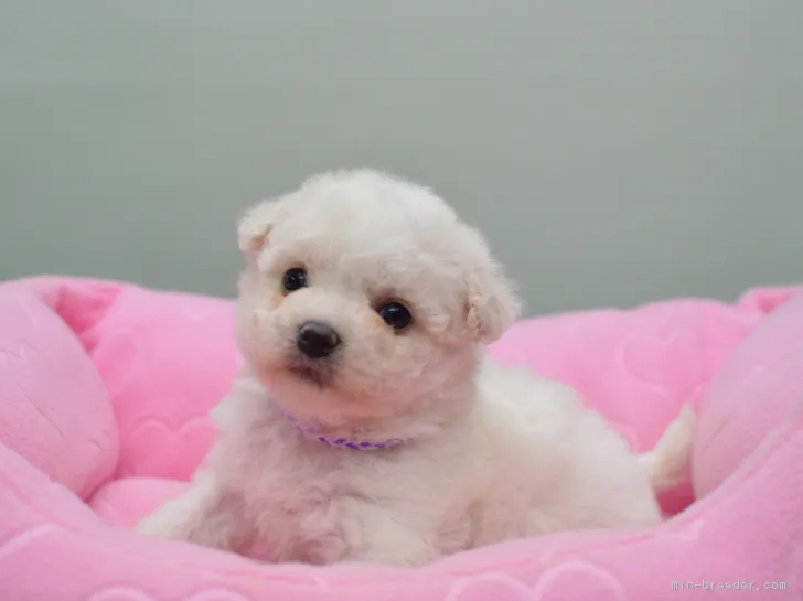 ID：1712-01043の子犬