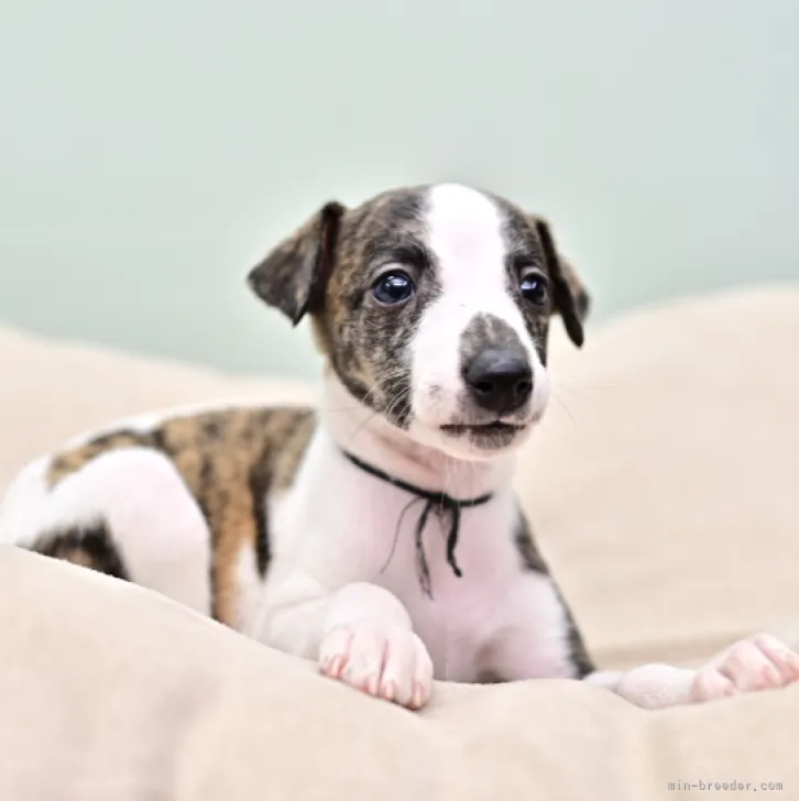 ID:2301-02937の子犬