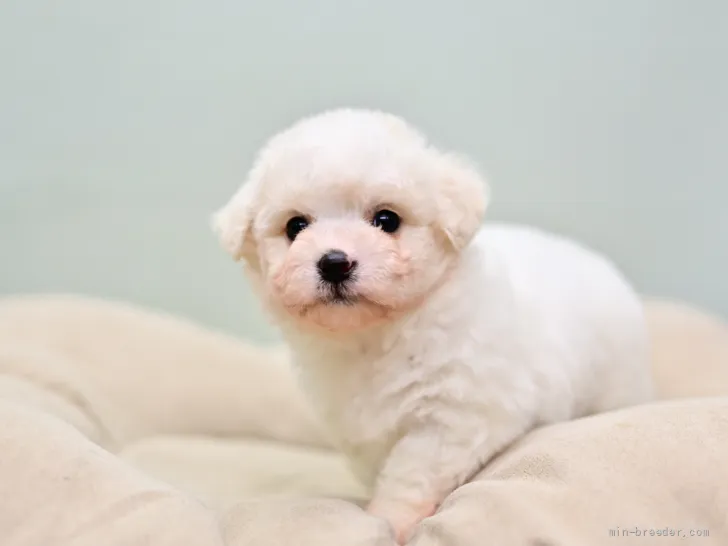 ID：2201-01444の子犬