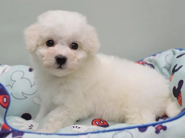 ID：1705-01947の子犬