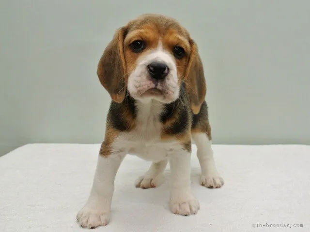ID：1702-00959の子犬
