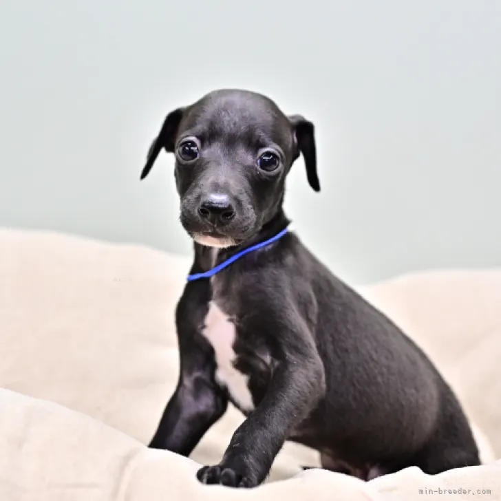 ID:2310-00110の子犬