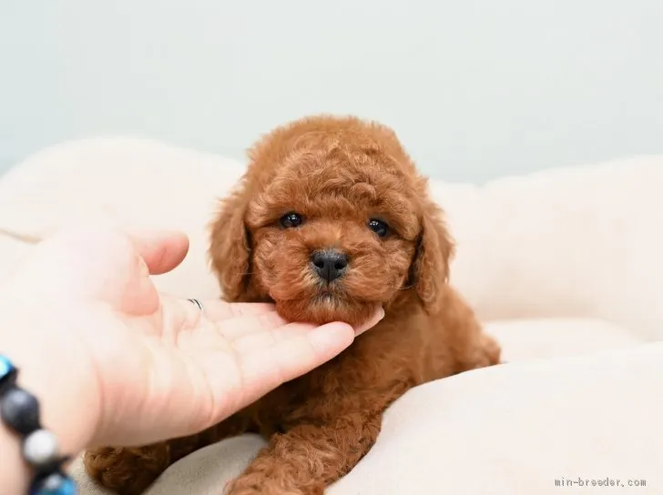 ID：2001-02406の子犬