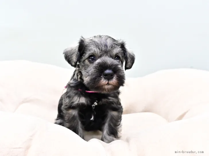 ID：2006-00637の子犬