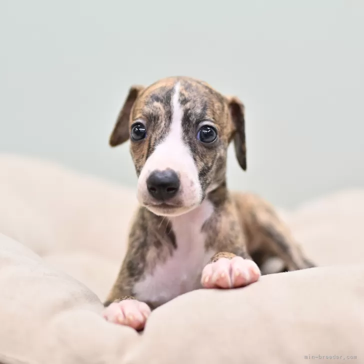 ID：2410-04056の子犬