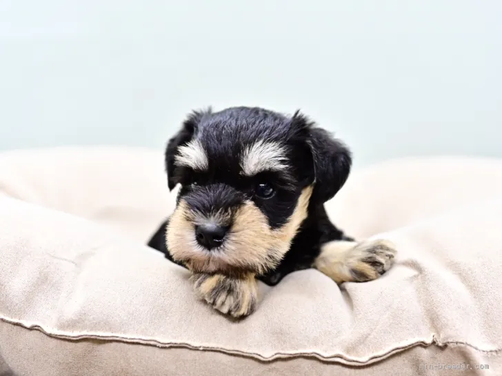 ID：2107-02722の子犬