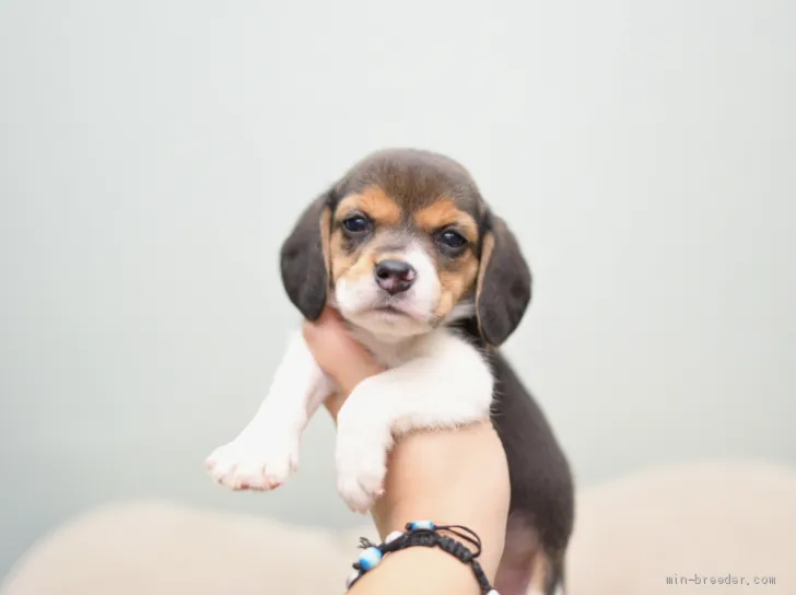 ID：1910-01515の子犬