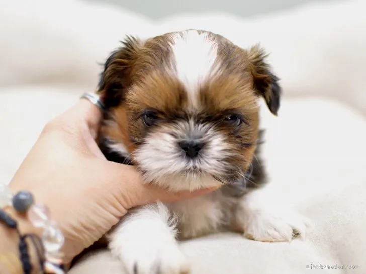 ID：1710-02049の子犬