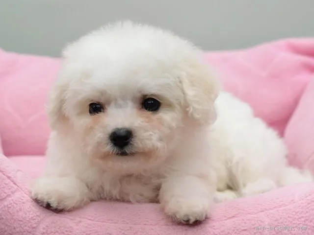 ID：1705-01673の子犬