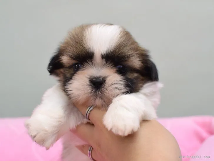 ID：1805-01719の子犬