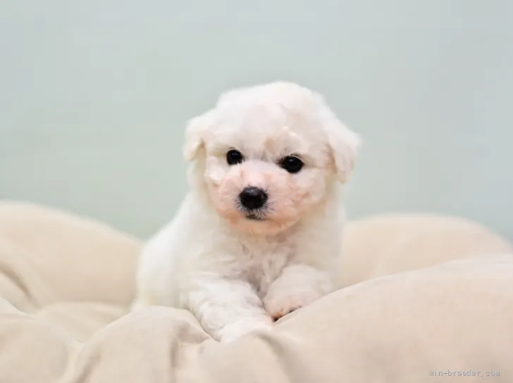 ID:2201-01450の子犬