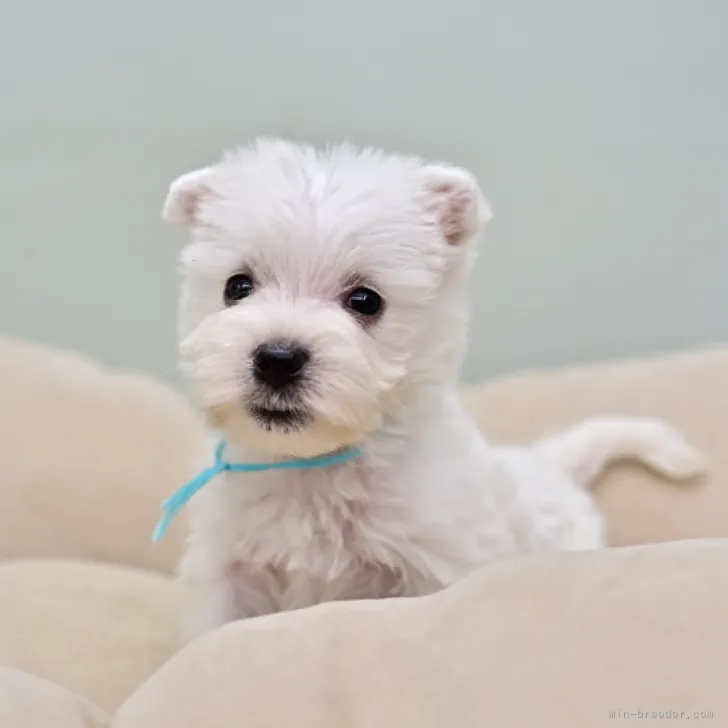 ID:2211-00589の子犬