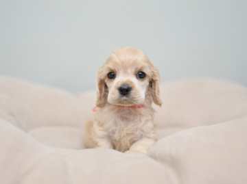 アメリカンコッカースパニエル【大阪府・女の子・2019年6月24日・バフ】の写真「赤ちゃん」