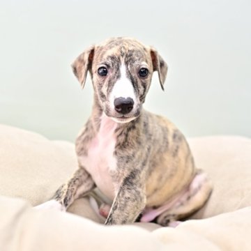 ウィペット【大阪府・男の子・2024年2月5日・ブリンドル】の写真「次男くん」