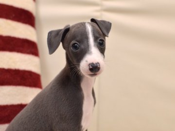 イタリアングレーハウンド【大阪府・女の子・2018年5月6日・ブルー&ホワイト】の写真「長女ちゃん」