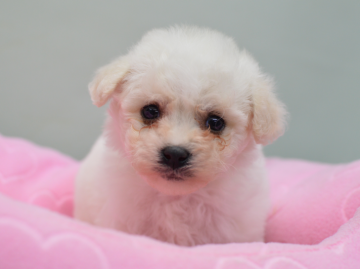 ビションフリーゼ【大阪府・女の子・2017年11月7日・ホワイト】の写真「毛量の多い女の子(緑ちゃん)」