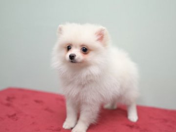 ポメラニアン【大阪府・女の子・2019年4月18日・クリーム】の写真「長女ちゃん」