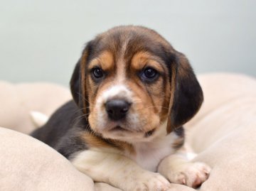 ビーグル【大阪府・男の子・2018年9月15日・ブラック,タン&ホワイト】の写真「長男くん」