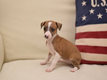 イタリアングレーハウンド【大阪府・女の子・2019年8月10日・レッド&ホワイト】の写真「四女ちゃん」