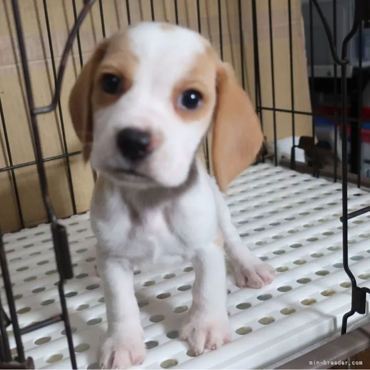 ID：2508-07457の子犬